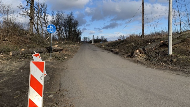 Spór o remont drogi w Goświnowicach. Dalszą wycinkę drzew wstrzymała pachnica dębowa