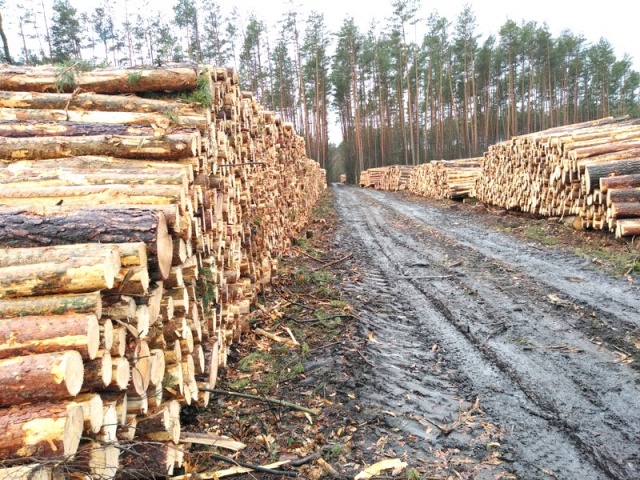 Leśnicy wycinają drzewa pod budowę obwodnicy Olesna. W sumie chodzi o 100 hektarów