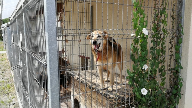 Miejskie schronisko dla zwierząt w Opolu zamyka się do odwołania dla odwiedzających i wolontariuszy