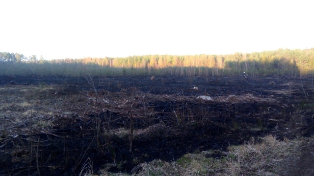 Strażacy z trzech powiatów gasili pożar w lesie. Spaliło się około pół hektara
