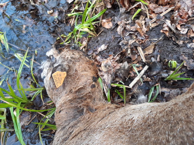 Wilki zaatakowały stado owiec w gminie Zębowice. Wójt apeluje do mieszkańców o zachowanie ostrożności
