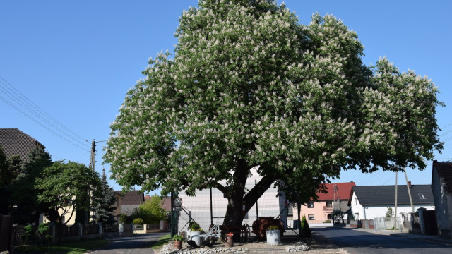 Kasztanowiec ze Straduni ma szansę zostać drzewem roku. Finał konkursu w czerwcu