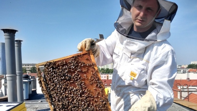 Eksplozja energii na wiosnę pszczół z miejskiej pasieki w Opolu. Pierwszy miód już gotowy