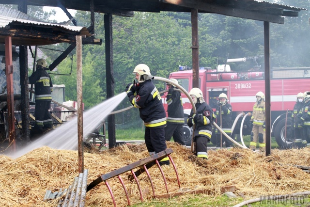 Pożar gospodarstwa w Kotorzu Małym. 1 osoba została poszkodowana, uratowano 50 świń