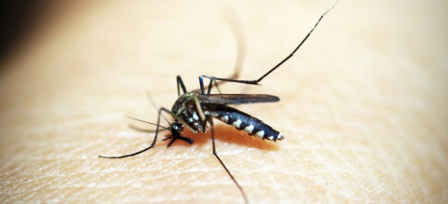 Kędzierzyn-Koźle też wypowiada wojnę komarom. Miasto przeprowadzi akcję odkomarzania
