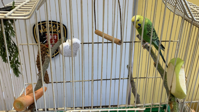 Nyscy strażnicy miejscy przygarnęli papugę. Ptak został bez opieki, gdy jego właścicielka trafiła do szpitala