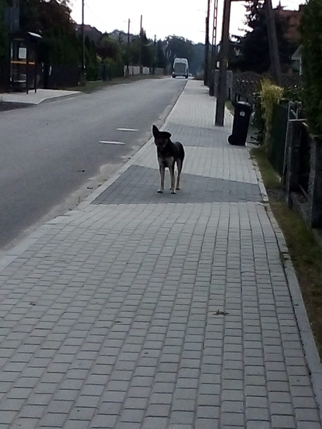 Opole: straży miejskiej udało się złapać bezpańskiego psa, który od maja błąkał się po dzielnicy Świerkle