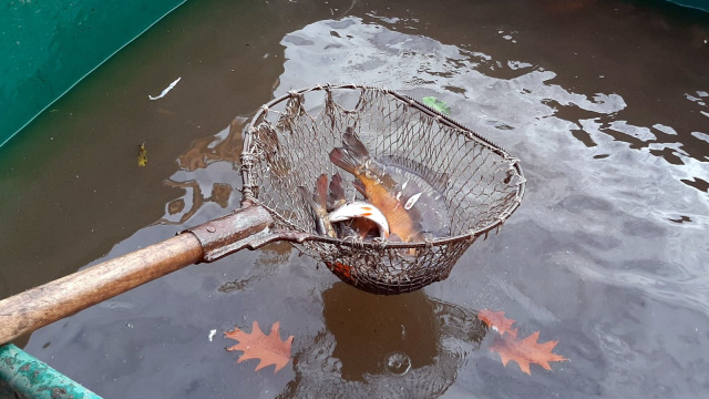 Odłów karpia w Niemodlinie dobiega końca. W sieciach dużo mniej ryb niż w roku ubiegłym