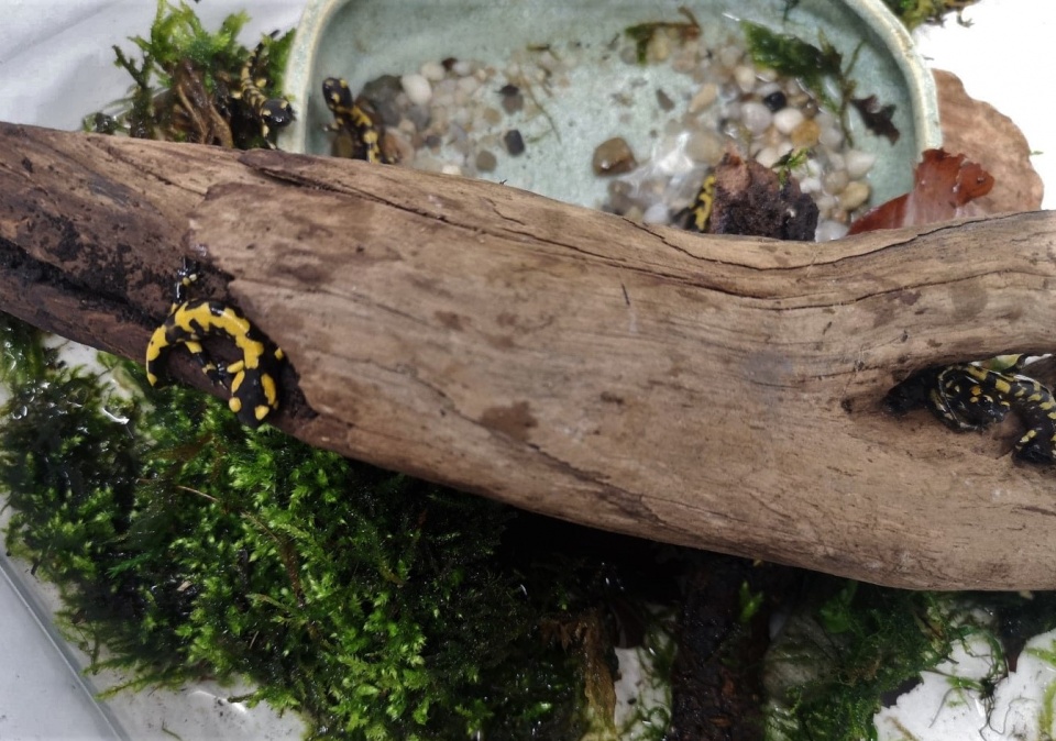 Młode salamandry plamiste w opolskim ZOO [fot. Katarzyna Doros]