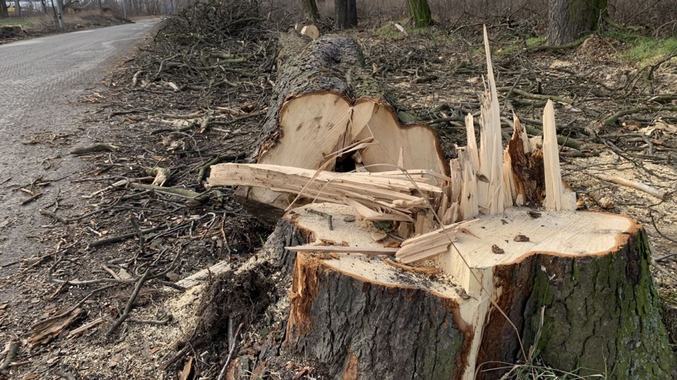 Tragiczna w skutkach wycinka drzew. 40-latek zmarł po tym jak przygniótł go konar [fot. Daniel Klimczak/ zdjęcie ilustracyjne]