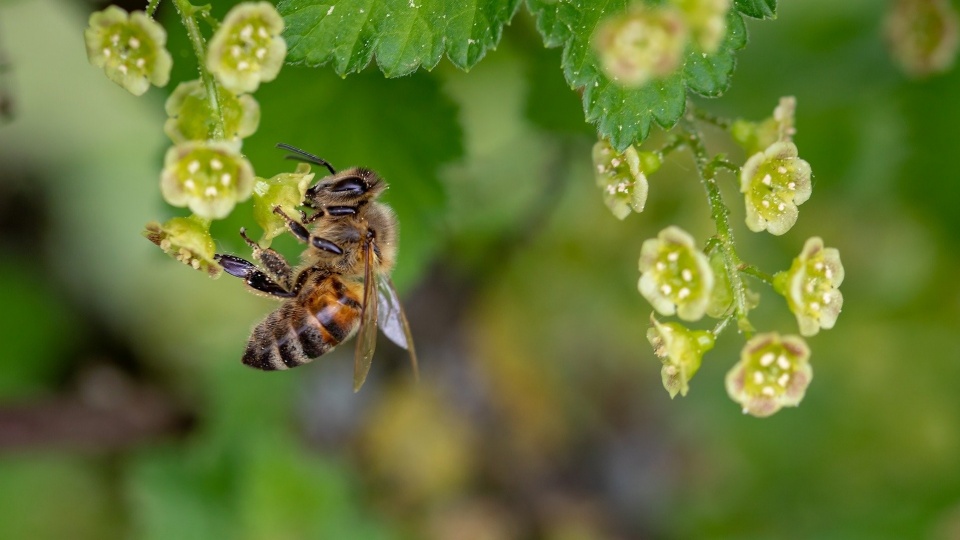 Pszczoły [fot. pixabay.com]
