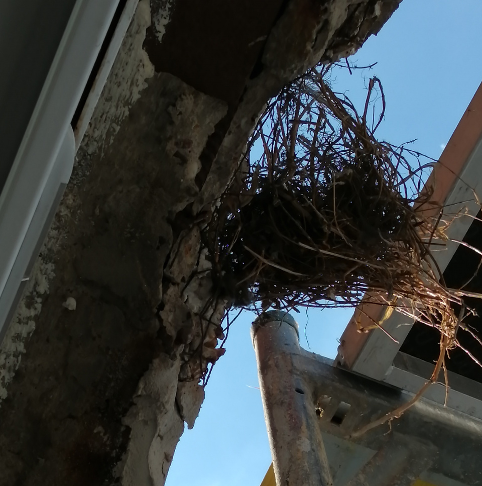 Gniazda jerzyków podczas prac remontowych [fot.archiwum prywatne]
