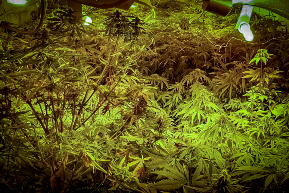 plantacja marihuany foto:CBŚP