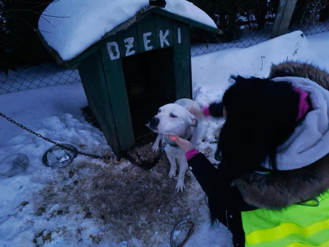 TOZ zawiesiło działalność interwencyjną. Brakuje miejsc dla odbieranych psów, zimą dostajemy mnóstwo wezwań
