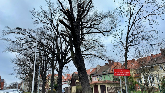 Dąb szypułkowy z brzeskiej Alei Drzew zostanie wycięty. Rośliny nie da się uratować, a władze miasta nie chcą powtórki tragedii sprzed lat
