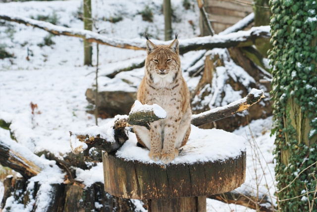W drugi dzień świąt zoo w Opolu zaprasza na zimowe spacery