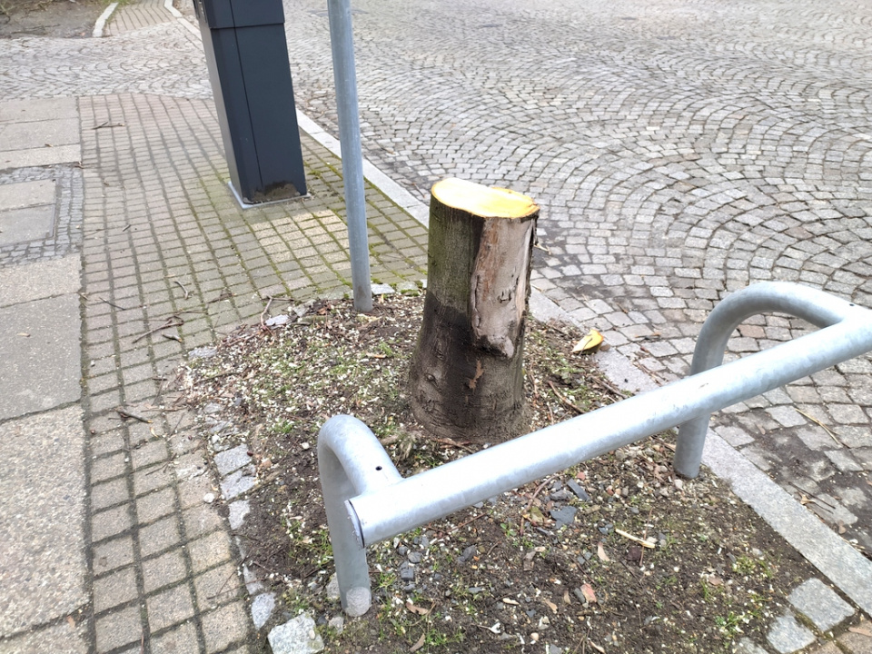 Wycięte drzewa przy ulicy Powstańców Śląskich w Opolu [fot. Witold Wośtak]