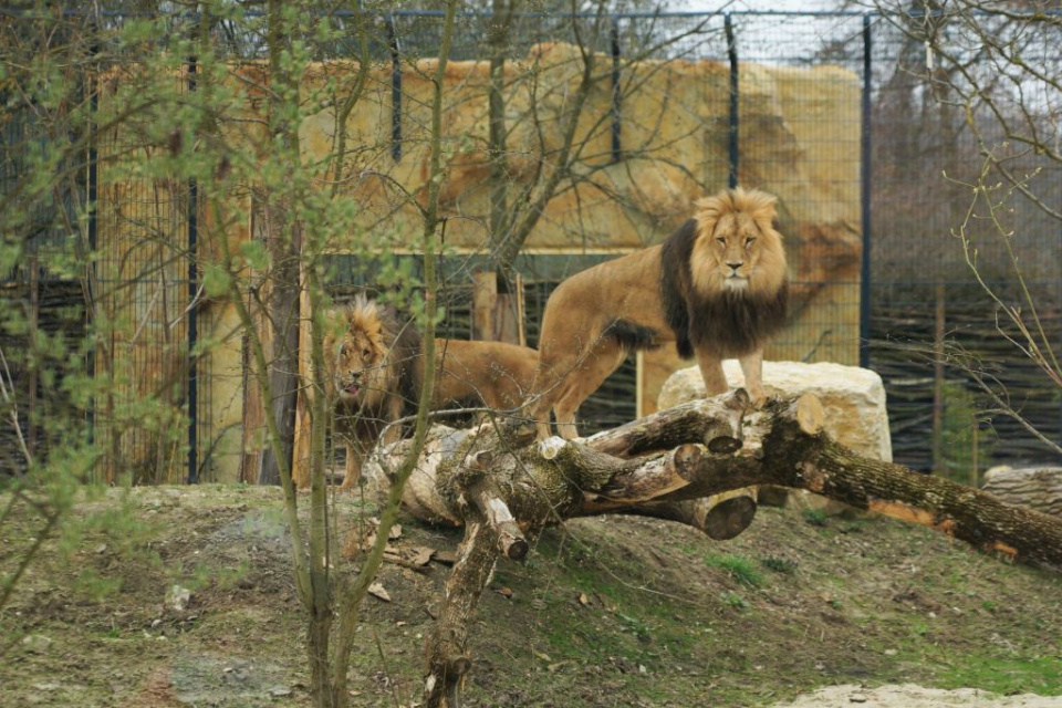 fot. zoo Opole