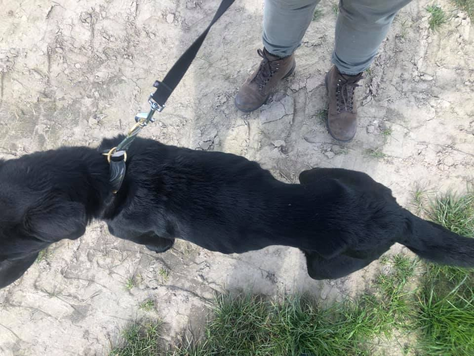 Wolontariusze TOZ odebrali głodzonego psa z okolic Kluczborka [fot. TOZ Opole]