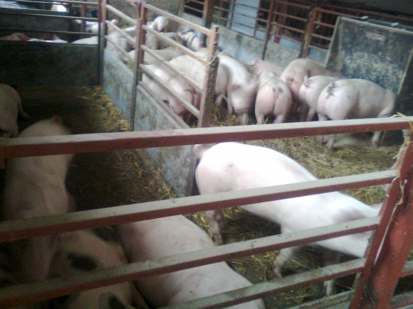 Wybijanie stad świń spowodowane przez wirusa ASF, to straty rolników i ogromne koszty dla państwa