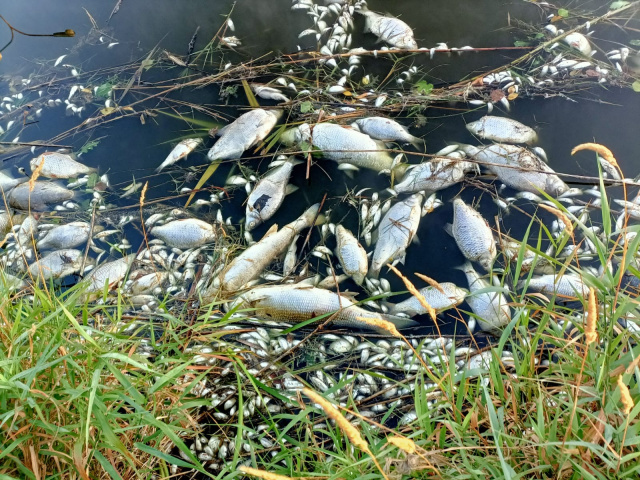 450 kg śniętych ryb wyłowiono z Kanału Gliwickiego na terenie Opolszczyzny. W wodzie za mało tlenu