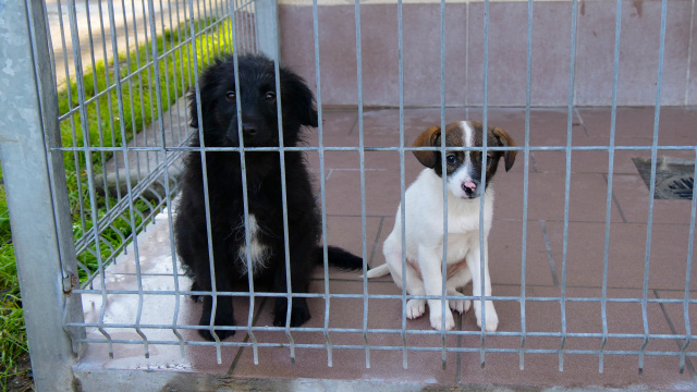 Schronisko dla zwierząt w Opolu szykuje się do zimy. Na nowy dom czekają psy i koty