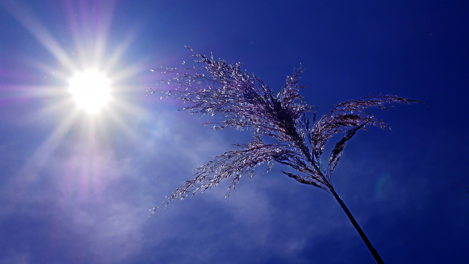 Słońce [fot. Pixabay]