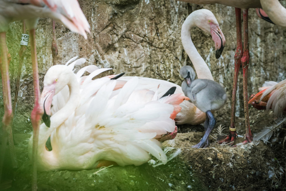Młode flamingi w opolskim zoo [fot. Zoo w Opolu]