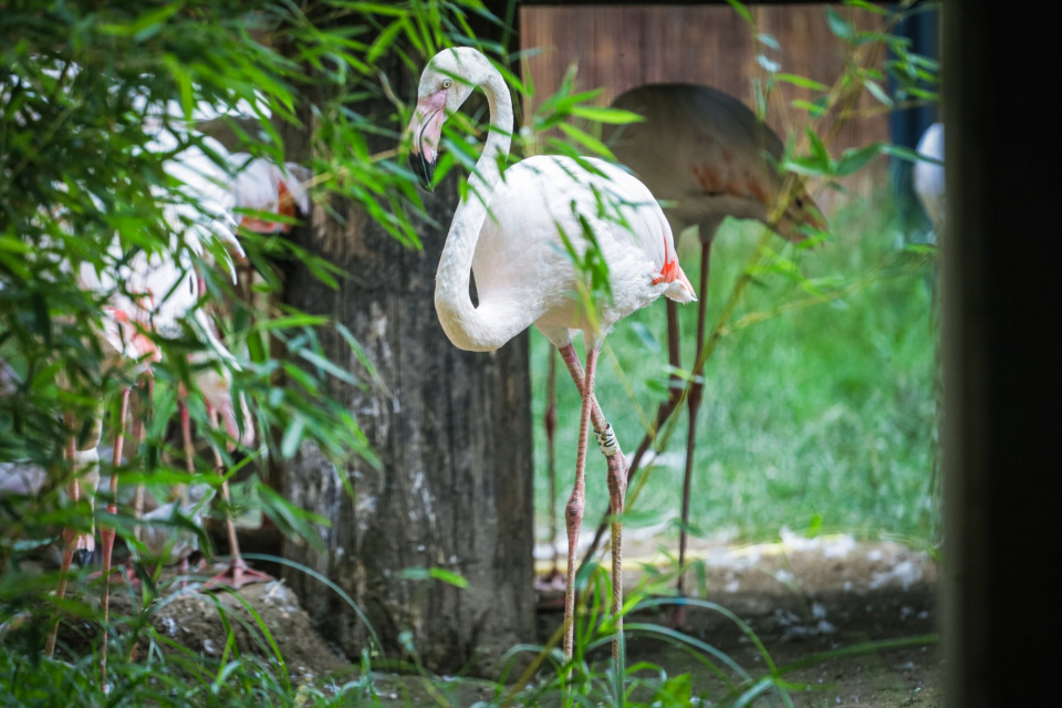 Młode flamingi w opolskim zoo [fot. Zoo w Opolu]