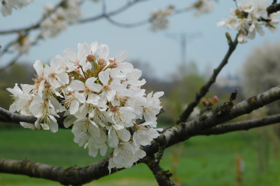 Kwitnące czereśnie pomiędzy Leśnicą a Górą św. Anny [fot. Joanna Gerlich]