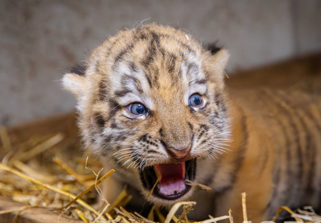 Te narodziny to fenomen na skalę światową. Trzy tygryski z opolskiego zoo już pokazują pazurki