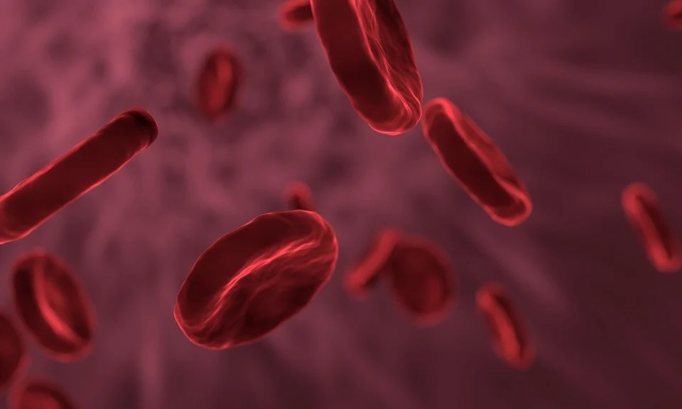 krew, czerone krwinki, zdjęcie poglądowe. [fot. pixabay]