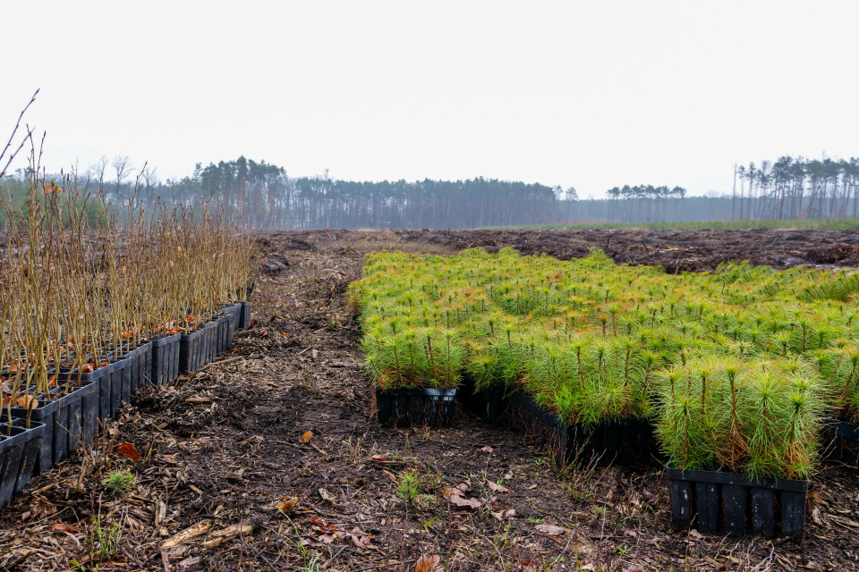 Akcja sadzenia lasu "Lasy Pełne Energii 2023" [fot. Adam Dubiński]