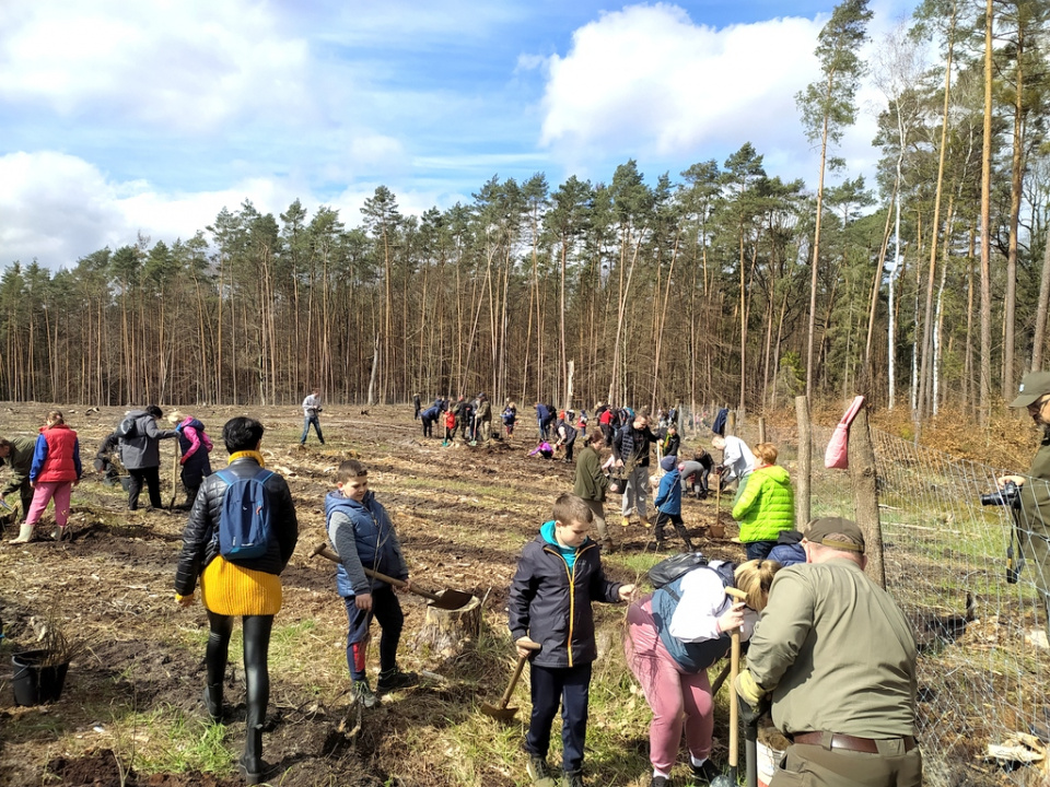 Sadzenie lasu z okazji 50-lecia gminy Dąbrowa [fot. Witold Wośtak]