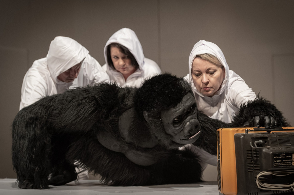 Lalki zawładną Opolem! XXXI Ogólnopolski Festiwal Teatrów Lalek od 14-20 .10. "Ja goryl, Ty człowiek" będzie jednym ze spektakli konkursowych[fot. Grzegorz Gajos]