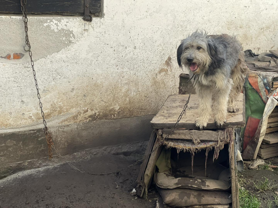 Interwencja TOZ-u w sprawie zaniedbanych psów [fot.facebook/TOZOpole]