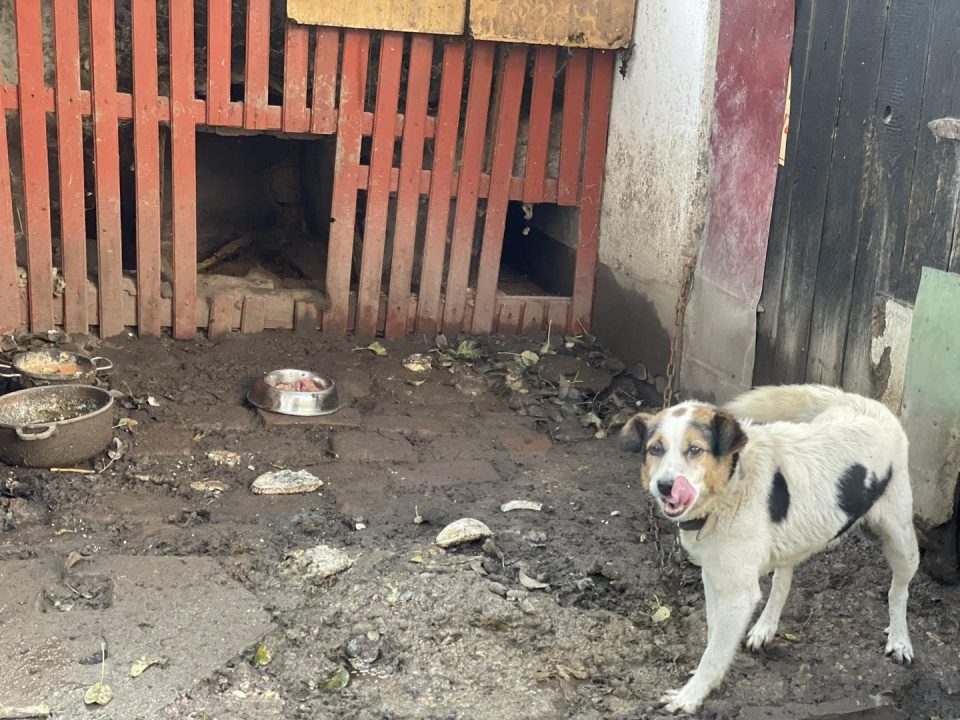 Interwencja TOZ-u w sprawie zaniedbanych psów [fot.facebook/TOZOpole]