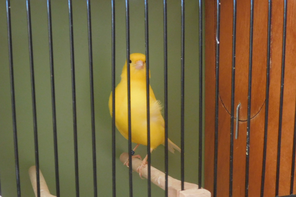 Wystawa ptaków w Domu Kultury w Opolu [fot. Joanna Gerlich]