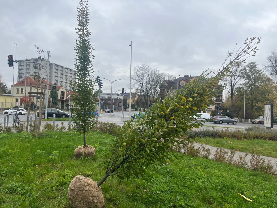 Akcja sadzenia drzew i kwiatów na opolskim Zaodrzu [fot. Monika Matuszkiewicz-Biel]
