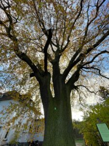 Dąb w Centawy powalczy o tytuł Drzewa Roku 2024