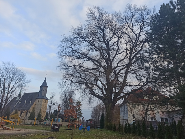 350-letni dąb z Centawy walczy o tytuł Drzewa Roku 2024. Jest rozłożysty i piękny
