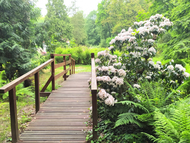 Turyści zachwyceni kwitnącym ogrodem dendrologicznym w Lipnie