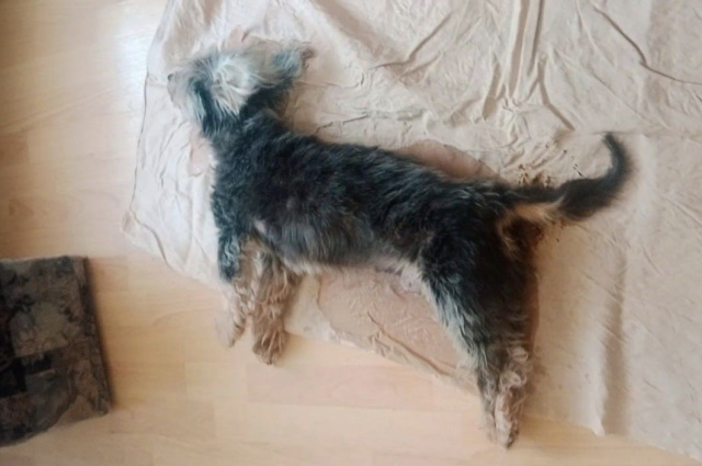 Ten pies gnił za życia. Wolontariusze TOZ interweniowali w Opolu