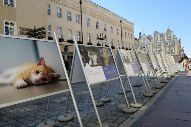 Psy i koty. Fioletowa wystawa adopcyjna na opolskim rynku