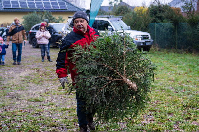 Piły poszły w ruch. Opolanie wybierają najpiękniejsze choinki prosto z lasu [ZDJĘCIA]