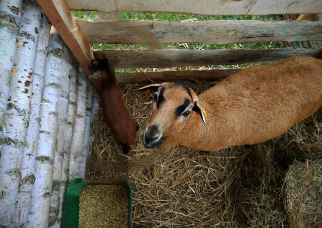 Ukradł baranka z żywej szopki, bo chciał go hodować na własnej posesji. Zwierzę wróciło do matki