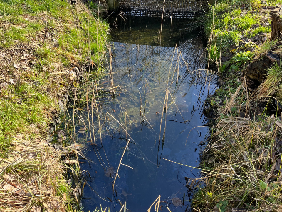Co pływa w cieku wodnym łączącym się z rzeką Stobrawą w Kluczborku? [fot. Monika Matuszkiewicz-Biel]