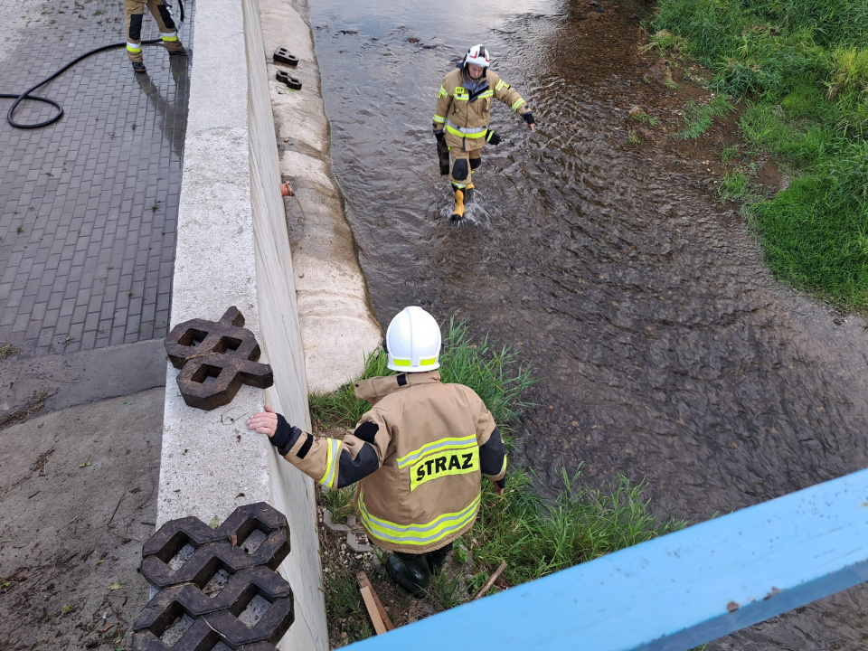 Czyszczenie potoku Mora [fot. Sołectwo Morów]