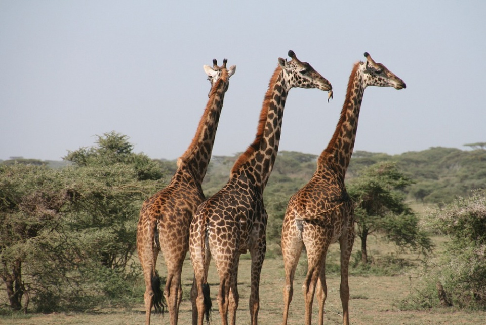 giraffes-1330814 1280