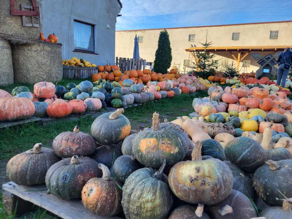 Dyniowy ogród w Prószkowie [fot. Katarzyna Doros-Stachoń]